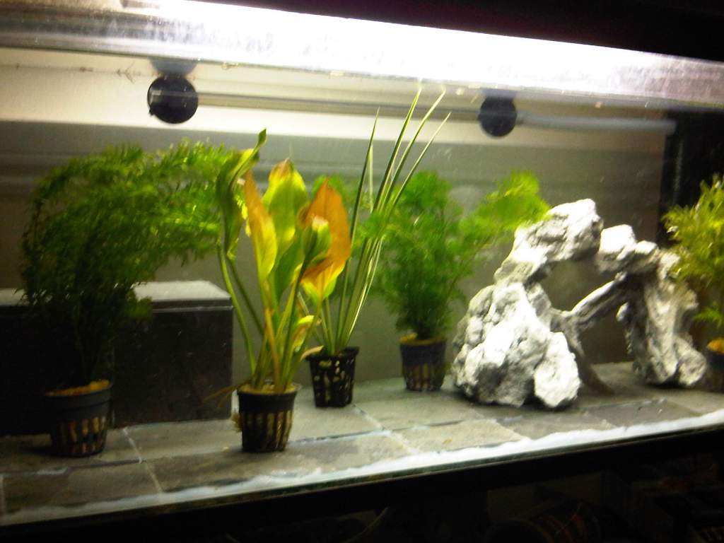 IMG00117 20100202 2016