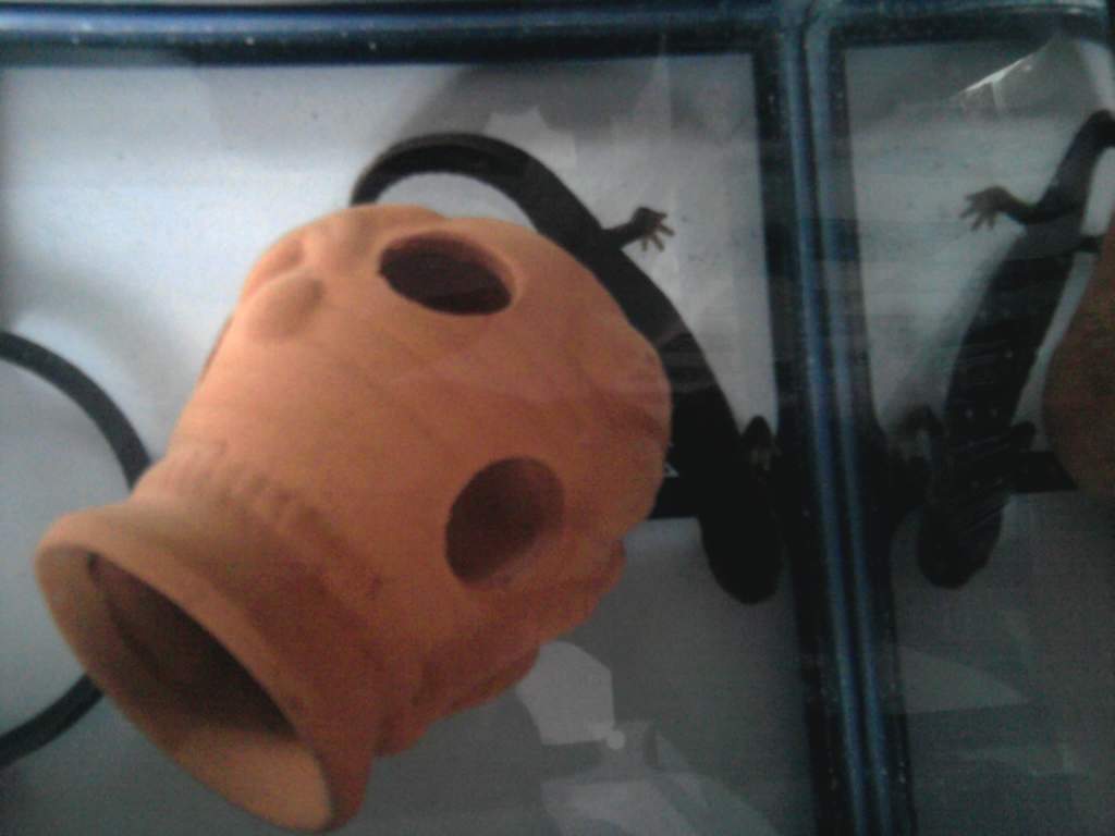 Imi in the tank, by the hiding pot