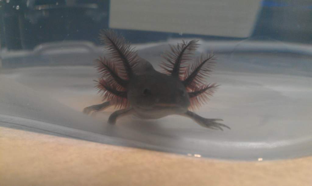 In his moving tub.