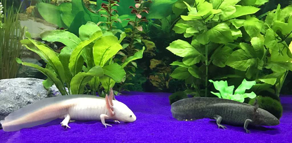 In his new 75 Gallon tank with Falcor! We all thought my white was a male....but she suprised us...lol...she is a few months older than he is...so it 