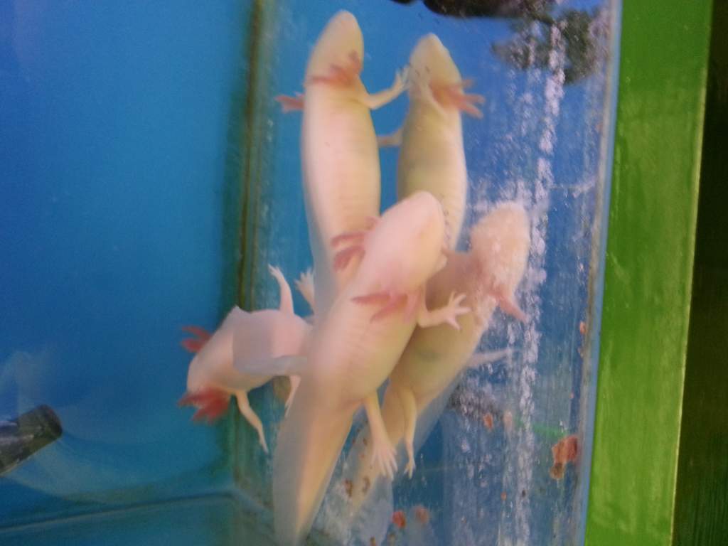 In his tank at the aquatics centre where I got him.