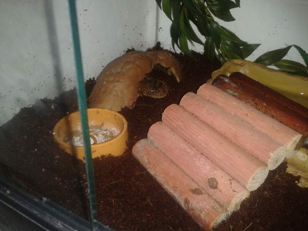 in his tank hiding under his rock :)