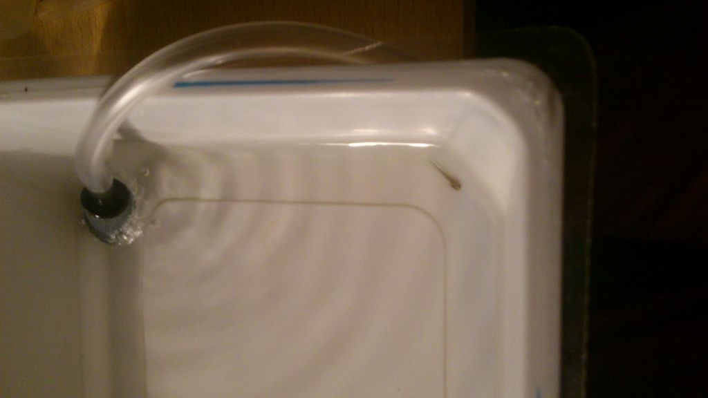 in it's new container