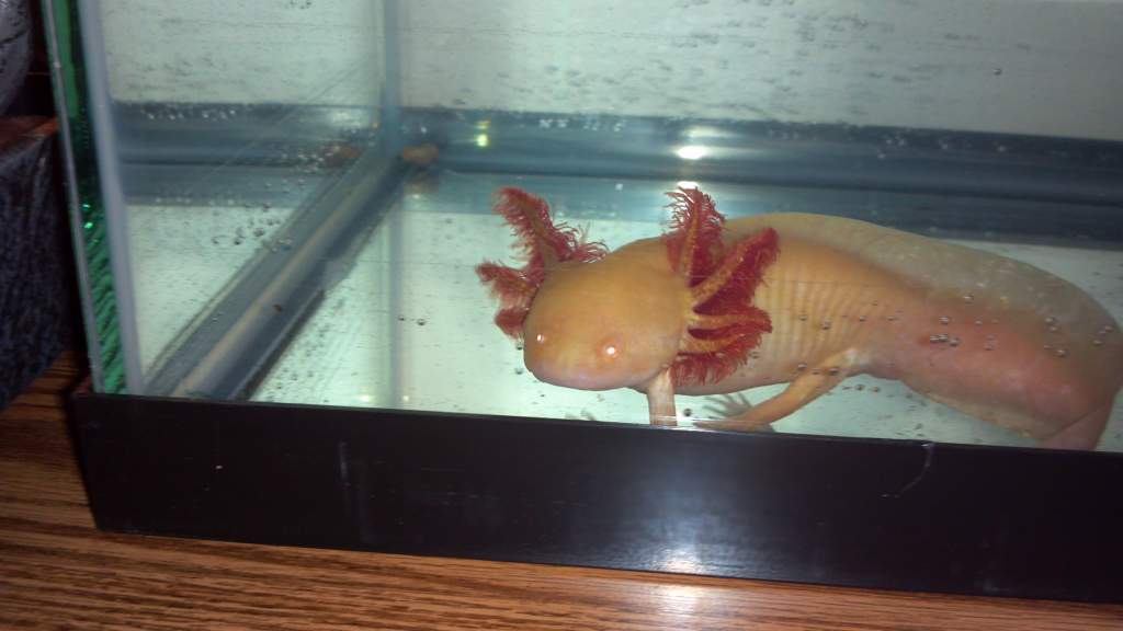 in new/bigger tank, about 7 inches now  :))
