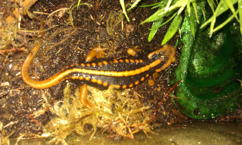 In Quarantine Tank