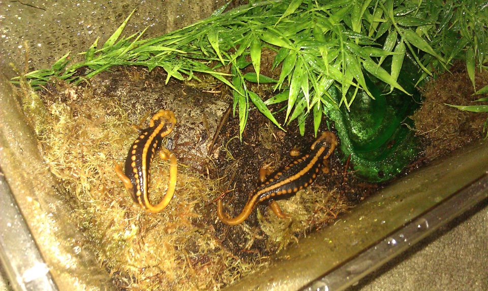In Quarantine Tank