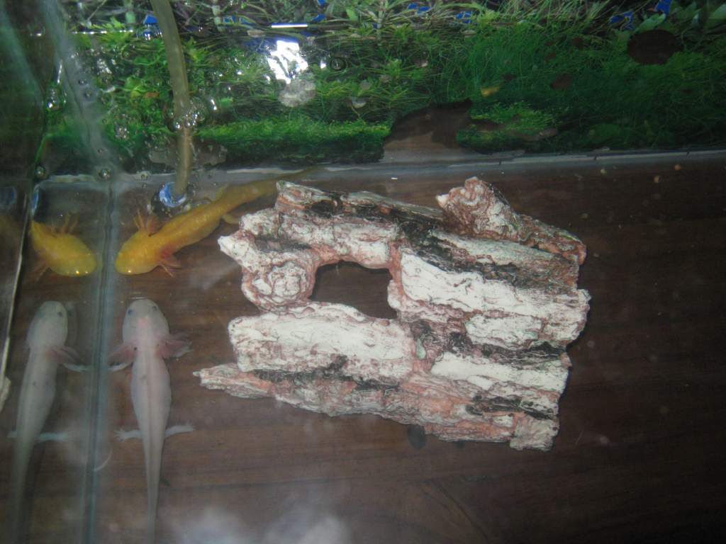 in sep tanks at the moment - would love to get a big tank for them all .... i have just bought more log ornaments and some artifical plants for them b