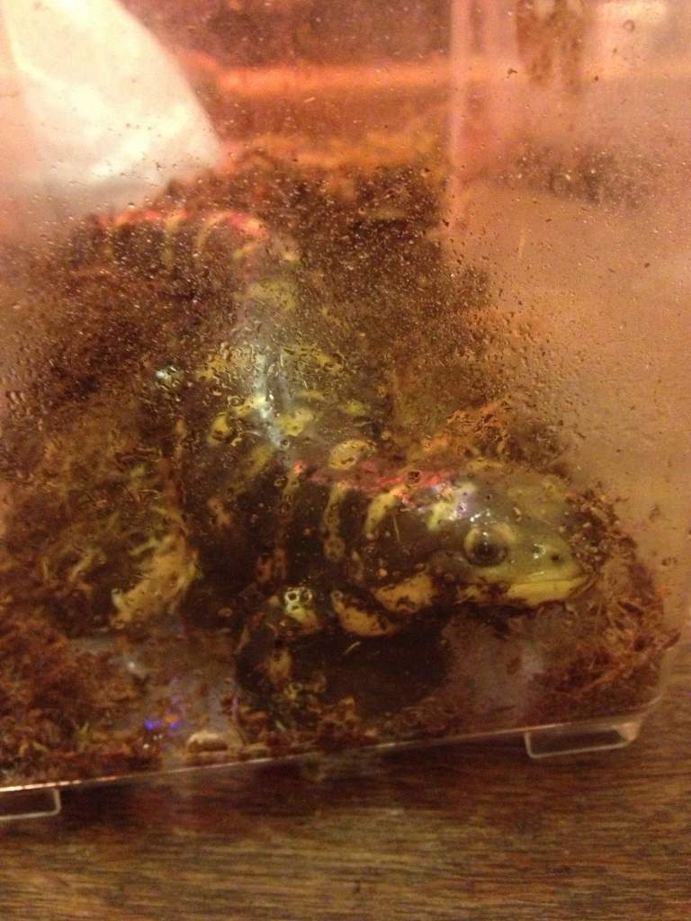 In the holding container while I cleaned his tank.