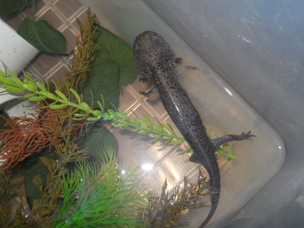In the tub when he wasn't eating.. thanks to all the gravel in his tummy from the LFS.