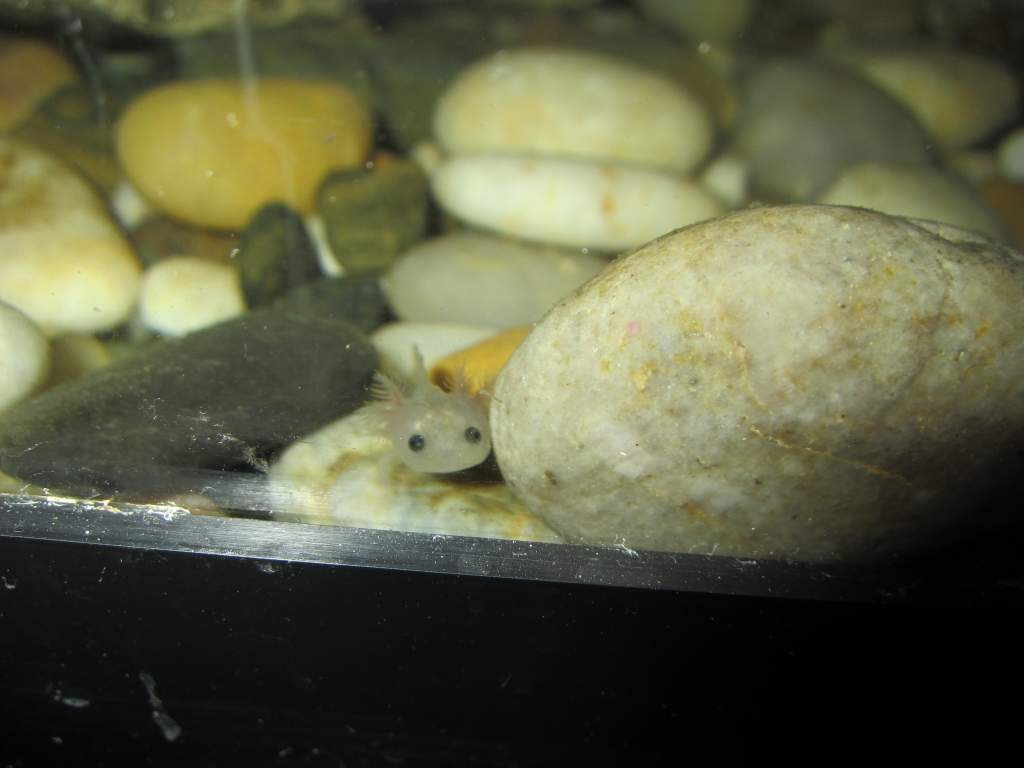 In their new home <3