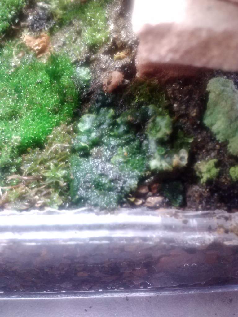 initial liverworts right side of tank