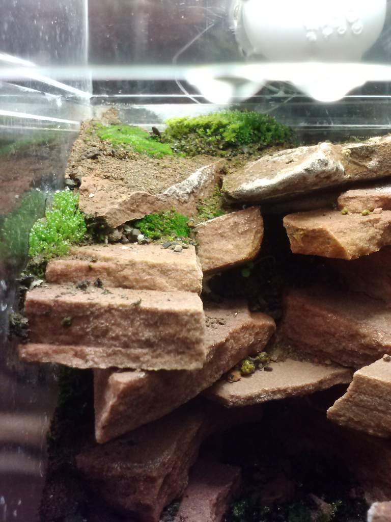 Initial planting of cliff ledges with silver tipped moss.