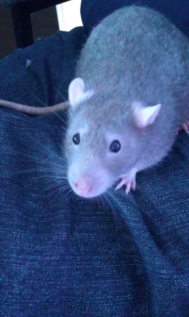InkSpot my Rat :)