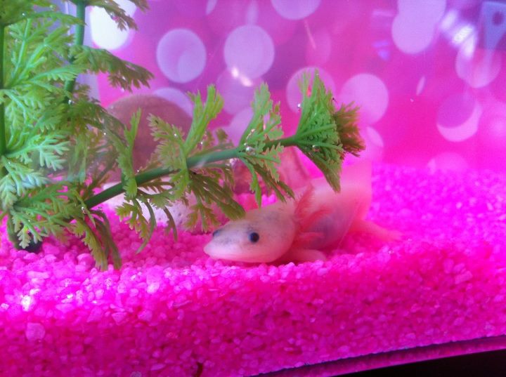 ino i shouldnt have that at the bottom of the tank as soon as i found that out i went and got sand.