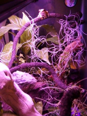 interior big eye 29gallon