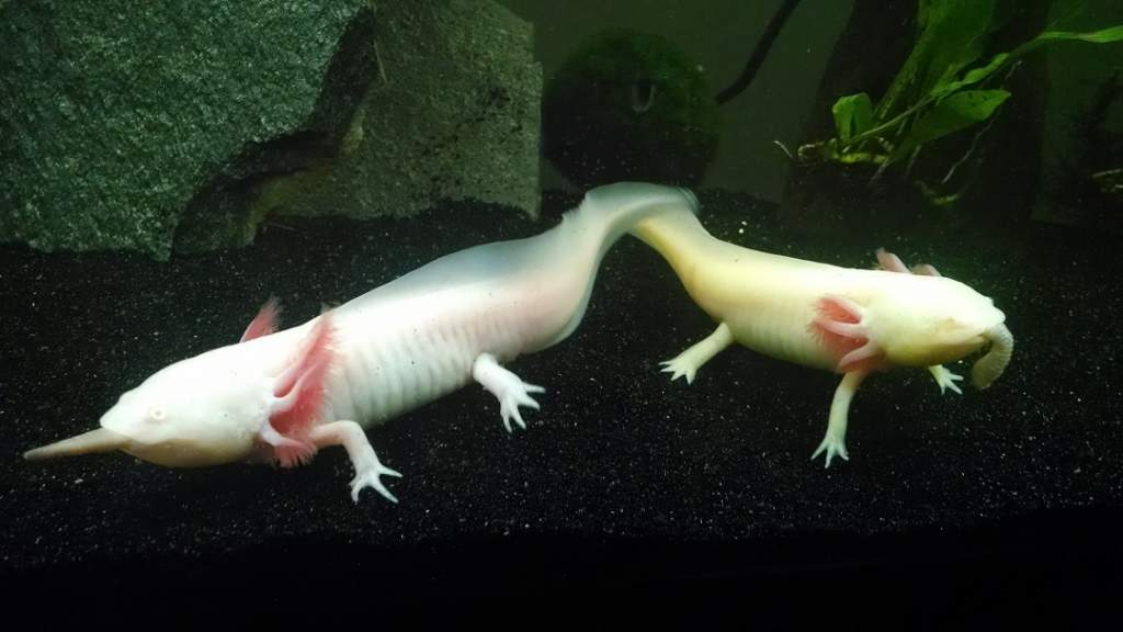 Io and Eos worm slurp