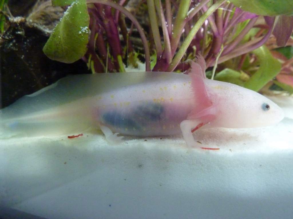 Io has yellow spots, a fold in its tail and a small piece of off its tail, yet he/she is so pretty