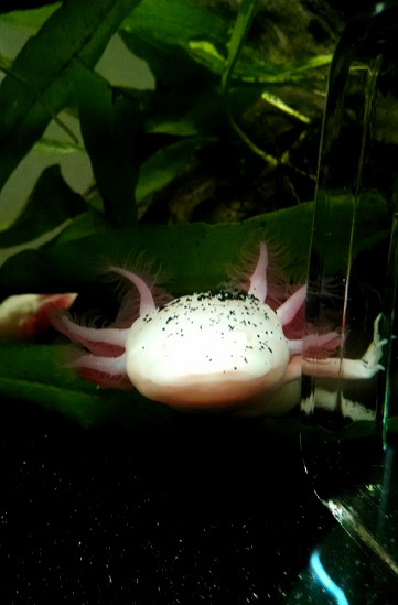 Io having a bad day