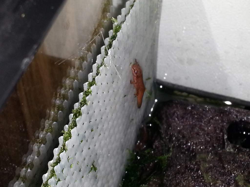 It jumped down from up there.
