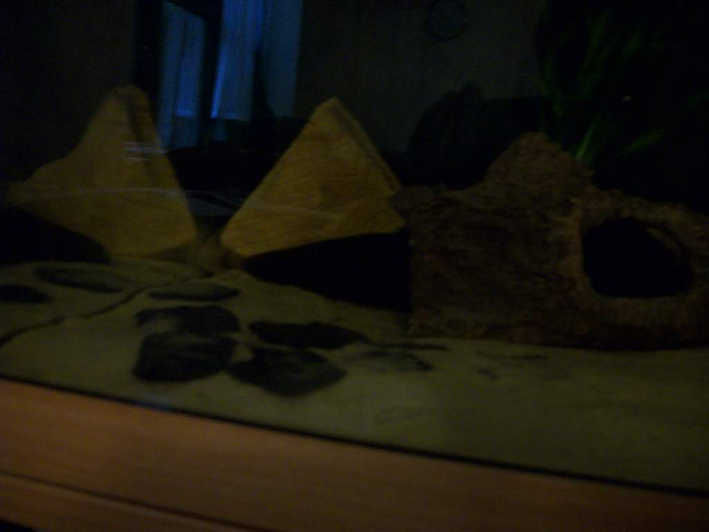 Itzi's tale pokes out from the log hide