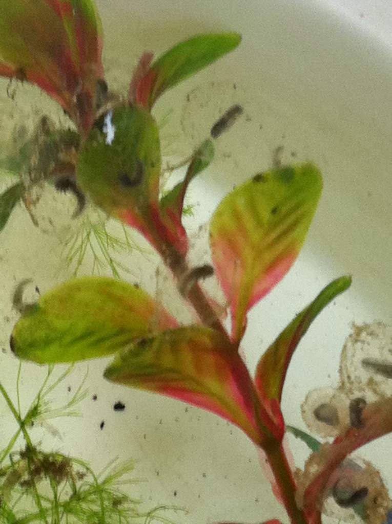 i've got 14 of them...