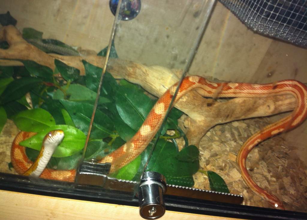 Jaffa and pandora - carolina and amel motley corn snakes
