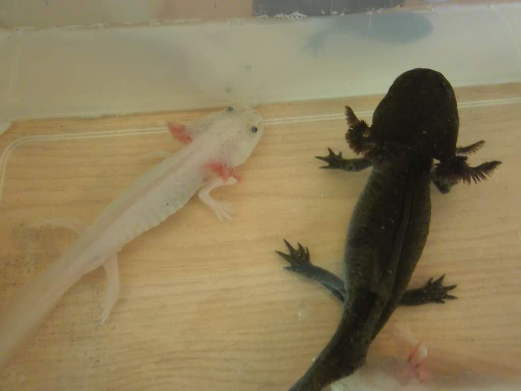 Jake and Scylla
