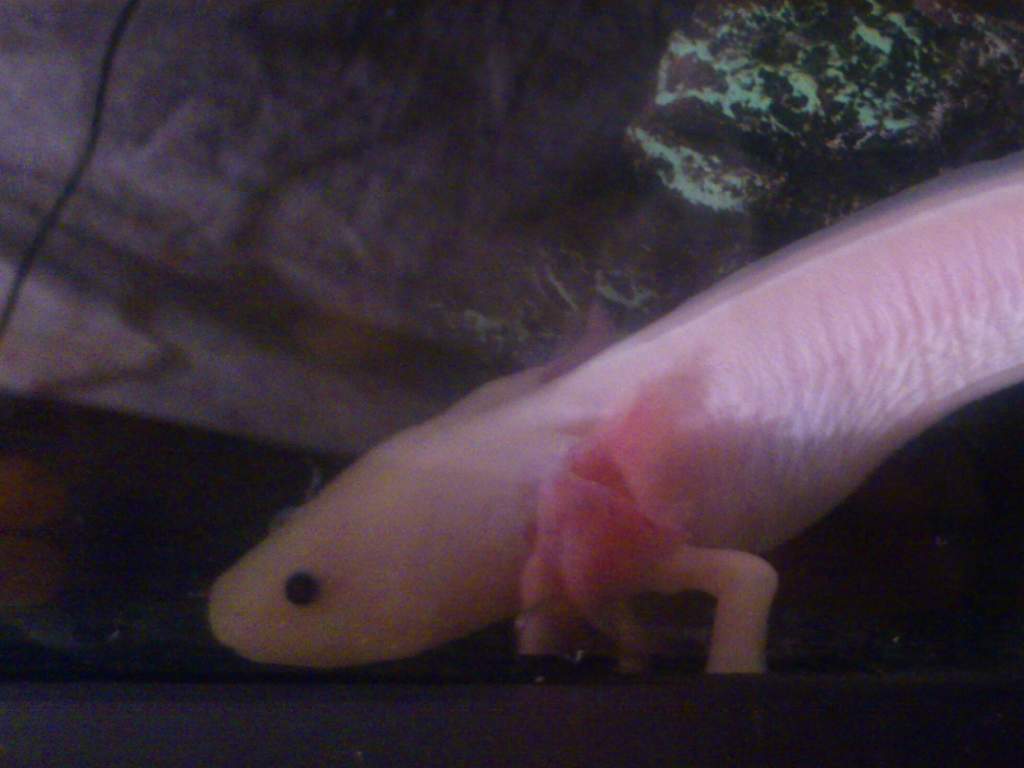 Jan 20th. 
Beautiful colors and frilly pink gills!
A touch of floaty bum syndrome,  but it seems my homegrown red wigglers are too gassy so he's back 
