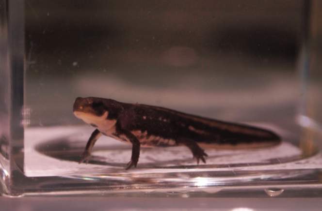 Japanese Fire Belly Newt Baby - size : 1inch
