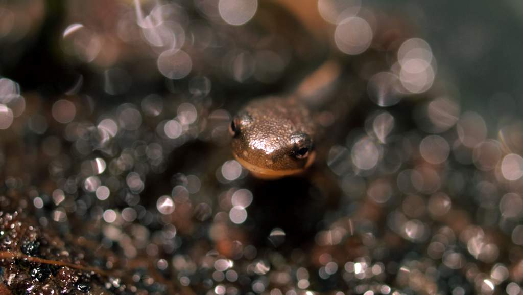 Japanese Firebelly baby - on land