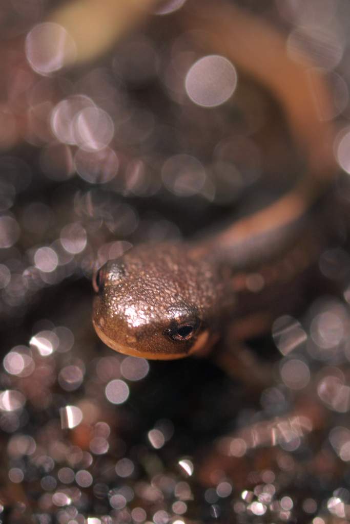 Japanese Firebelly baby - on land