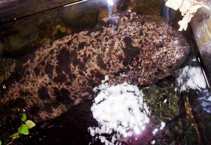Japanese giant salamander at Detroit Zoo