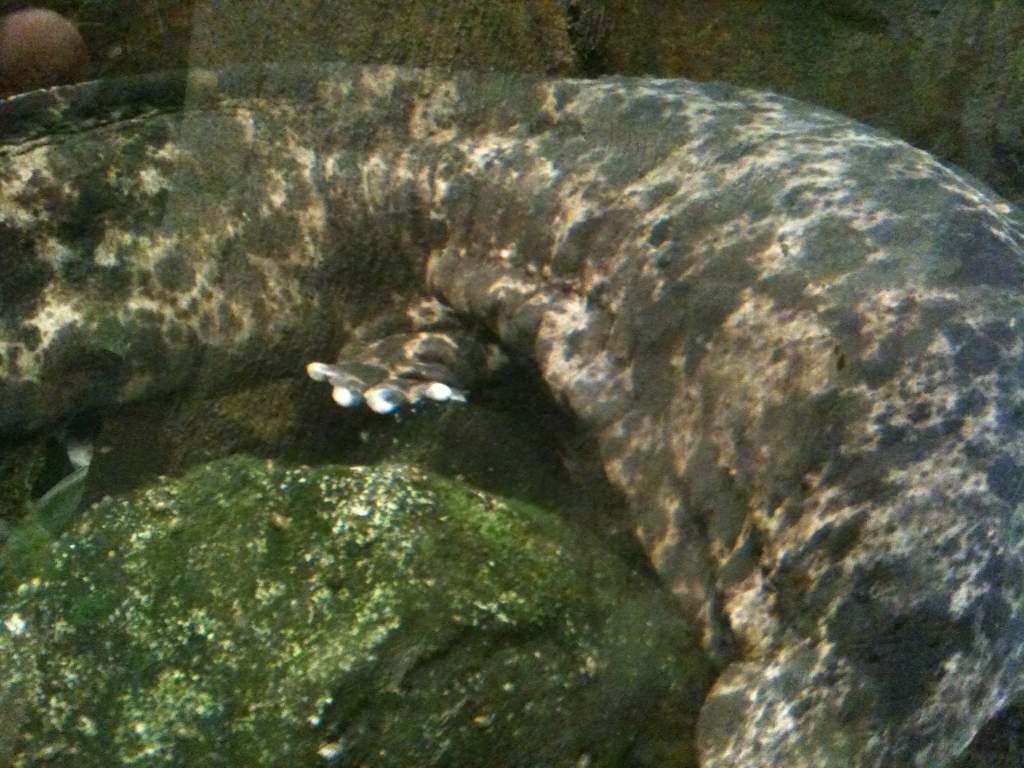 Japanese Giant Salamander
