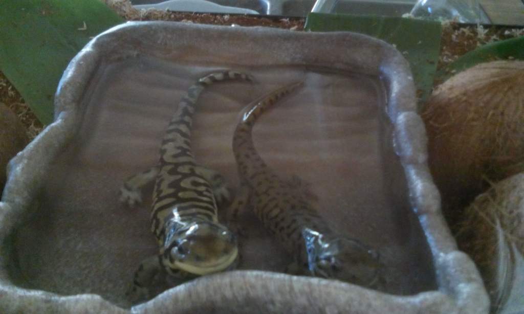 JAWS er....SALS take 3