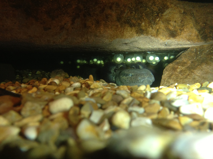 Jay Redbond   Necturus maculosus