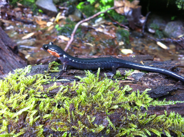 Jay Redbond   Plethodon jordani