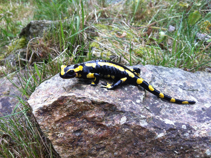 Jay Redbond   Salamandra salamandra terrestris
