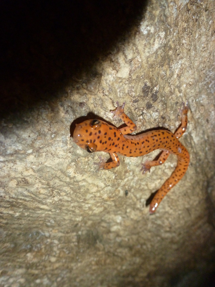 Jefferson   Eurycea lucifuga Photo 2