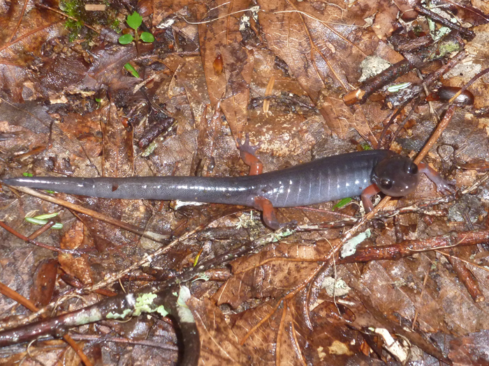 Jefferson   Plethodon shermani