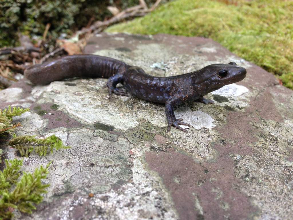 Jefferson Salamander (Ambystoma jeffersonianum)