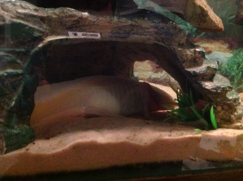 Jello