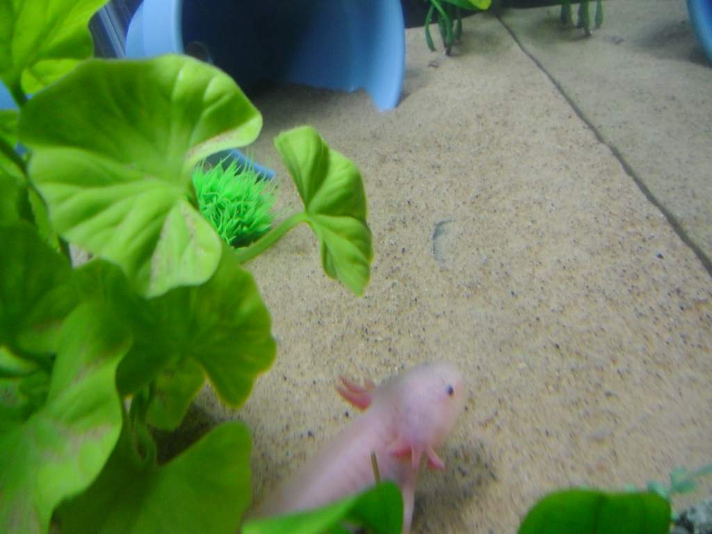 jelly bones in his err her jungle i still cannot tell but i think its a boy