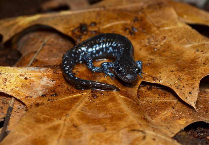 Jesse Bailey   Ambystoma laterale