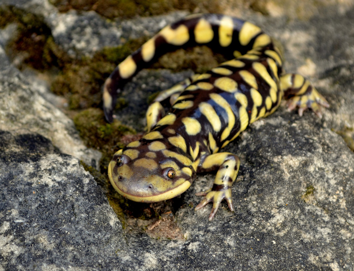 Jesse Bailey   Ambystoma mavortium Photo 2