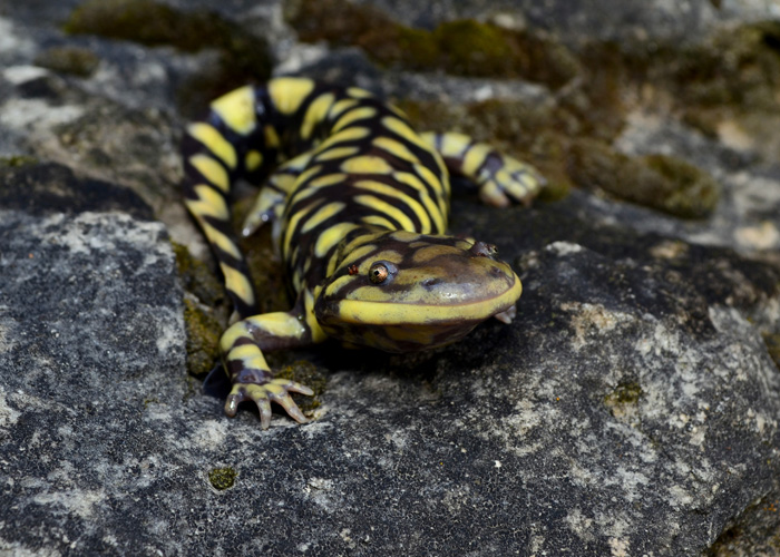 Jesse Bailey   Ambystoma mavortium