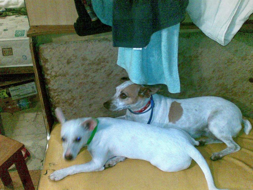 Jessica (back) Jekyll (front)