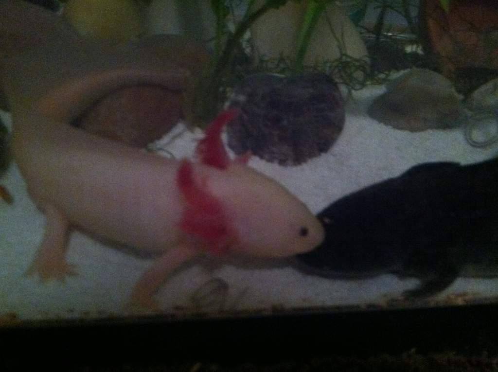 Jingles and Tyra seem to be instant Soulmates.