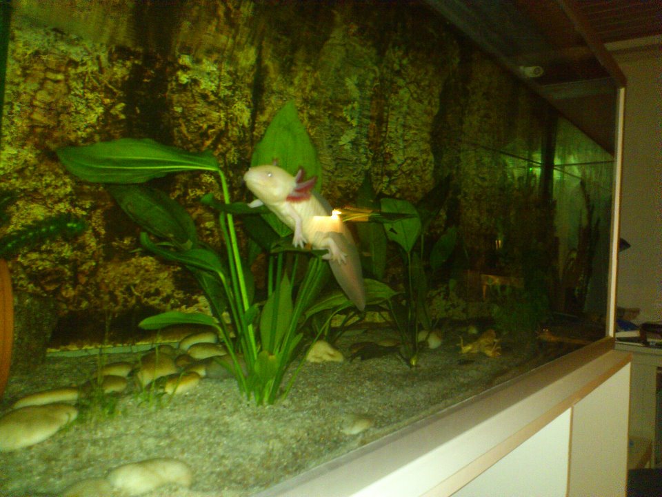 Joey playing
