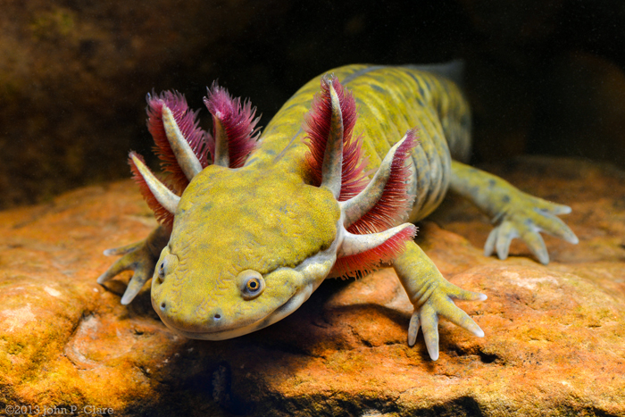 John Clare   Ambystoma mavortium mavortium