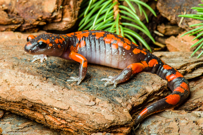 John Clare   Ensatina eschscholtzii platensis